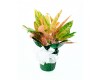 Chinese Evergreen Red